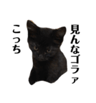 黒猫 ブラウニー ねこ cat 第2弾（個別スタンプ：18）