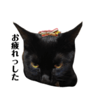 黒猫 ブラウニー ねこ cat 第2弾（個別スタンプ：19）