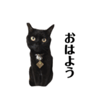 黒猫 ブラウニー ねこ cat 第2弾（個別スタンプ：23）