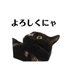 黒猫 ブラウニー ねこ cat 第2弾（個別スタンプ：24）