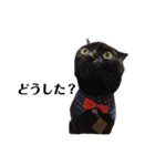黒猫 ブラウニー ねこ cat 第2弾（個別スタンプ：25）