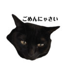 黒猫 ブラウニー ねこ cat 第2弾（個別スタンプ：27）
