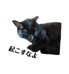 黒猫 ブラウニー ねこ cat 第2弾（個別スタンプ：31）