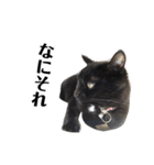 黒猫 ブラウニー ねこ cat 第2弾（個別スタンプ：32）