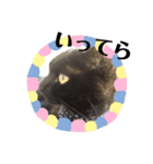 黒猫 ブラウニー ねこ cat 第2弾（個別スタンプ：33）