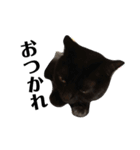 黒猫 ブラウニー ねこ cat 第2弾（個別スタンプ：35）