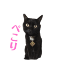 黒猫 ブラウニー ねこ cat 第2弾（個別スタンプ：37）