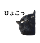 黒猫 ブラウニー ねこ cat 第2弾（個別スタンプ：38）