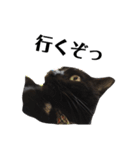 黒猫 ブラウニー ねこ cat 第2弾（個別スタンプ：39）