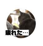 ココスタンプ2（個別スタンプ：6）
