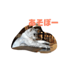 ココスタンプ2（個別スタンプ：8）