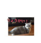 ココスタンプ2（個別スタンプ：10）