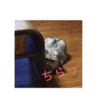 ココスタンプ2（個別スタンプ：16）