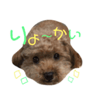 喜怒哀楽の激しい♡愛くるしいメロちゃん♡（個別スタンプ：37）