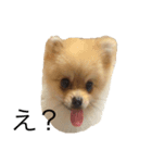 さっくんの "オレのスわんプ"（個別スタンプ：3）