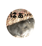 きつめなっちゃん わがままわかちゃん（個別スタンプ：7）