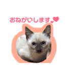 ♥我が家のペット♥（個別スタンプ：1）