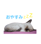 ♥我が家のペット♥（個別スタンプ：2）