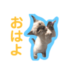 ♥我が家のペット♥（個別スタンプ：3）
