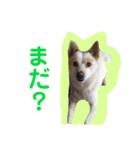 ♥我が家のペット♥（個別スタンプ：6）