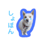 ♥我が家のペット♥（個別スタンプ：7）