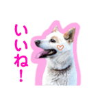 ♥我が家のペット♥（個別スタンプ：8）