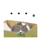 ♥我が家のペット♥（個別スタンプ：9）