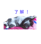 ♥我が家のペット♥（個別スタンプ：10）