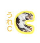 ♥我が家のペット♥（個別スタンプ：11）