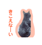 ♥我が家のペット♥（個別スタンプ：13）
