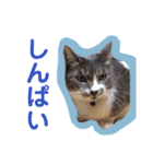 ♥我が家のペット♥（個別スタンプ：14）