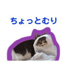 ♥我が家のペット♥（個別スタンプ：15）