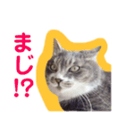♥我が家のペット♥（個別スタンプ：16）