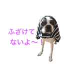 ぼちぼち、ボス太郎です。（個別スタンプ：28）