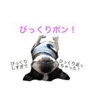 ぼちぼち、ボス太郎です。（個別スタンプ：36）