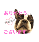 ぼちぼち、ボス太郎です。（個別スタンプ：37）