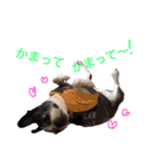 ぼちぼち、ボス太郎です。（個別スタンプ：39）