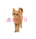 きなもなふぇ（個別スタンプ：1）