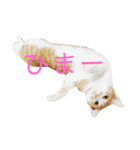 きなもなふぇ（個別スタンプ：5）