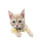 きなもなふぇ（個別スタンプ：6）