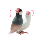 フィン＆チェリー（個別スタンプ：1）