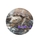 かめの気持ち（個別スタンプ：1）