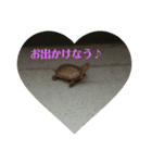 かめの気持ち（個別スタンプ：5）
