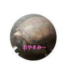 かめの気持ち（個別スタンプ：6）