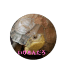 かめの気持ち（個別スタンプ：7）
