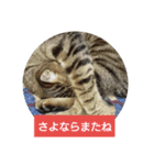 レオ＆ミケ（個別スタンプ：5）