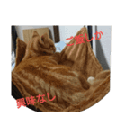 レオ＆ミケ（個別スタンプ：8）