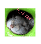 ハム会話 基本眠い（個別スタンプ：1）