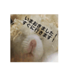 ハム会話 基本眠い（個別スタンプ：7）