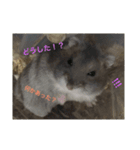 ハム会話 基本眠い（個別スタンプ：8）